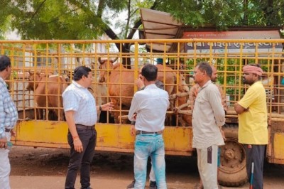 अल सुबह कमिश्नर लोकेश चंद्राकार के मॉनिटरिंग के दौरान सड़क पर आवारा मवेशियों को ओम परिसर के आस पास पकड़ती रही निगम टीम: