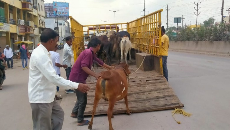 आवारा मवेशियों को पकड़ने का अभियान निरंतर जारी, मवेशियों को पकड़ने काऊ कैचर लेकर निकल रही टीम, खुले में मवेशियों को नहीं छोड़ने पशु मालिकों को दी जा रही है चेतावनी