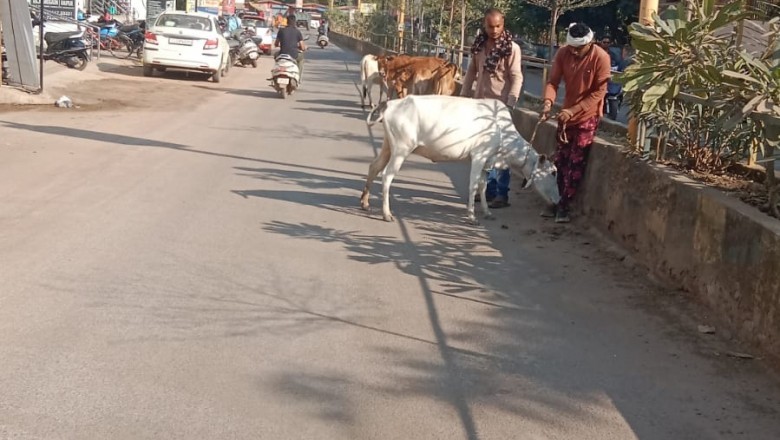 मवेशियों की धर-पकड अभियान के तहत आर.के.नगर, कमला कालेज रोड, महामाया चौक, गौरव पथ, सक्रिट हाउस रोड आम्बेडकर चौक् आदि क्षेत्रों से आज पकड़े 13 मवेशी