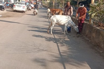 मवेशियों की धर-पकड अभियान के तहत आर.के.नगर, कमला कालेज रोड, महामाया चौक, गौरव पथ, सक्रिट हाउस रोड आम्बेडकर चौक् आदि क्षेत्रों से आज पकड़े 13 मवेशी