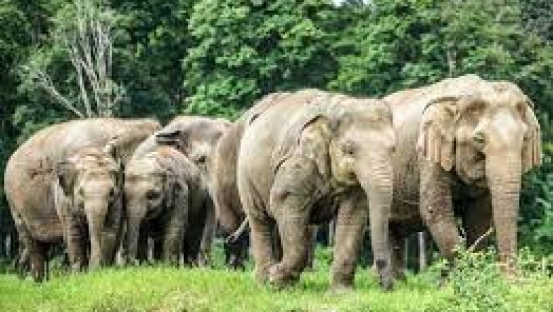 मोहला बॉर्डर के पास ही घूम रहा हाथी का दल,