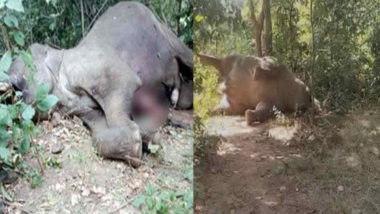 बिजली की चपेट में आने से हाथी ने तोड़ा दम :
