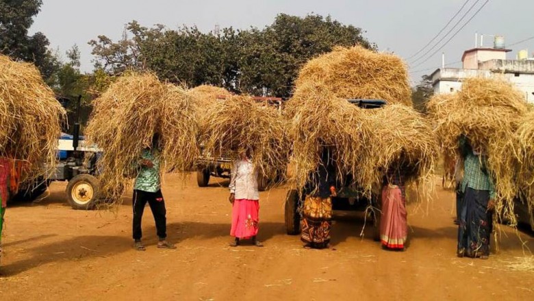 नवाचारी पहल - छेरछेरा के तर्ज पर पैरादान तिहार मनाकर गौठानों में हो रहा पैरादान