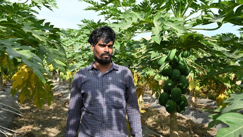 पपीते की खेती से हुआ मुनाफा - धनाराम हुए धनी