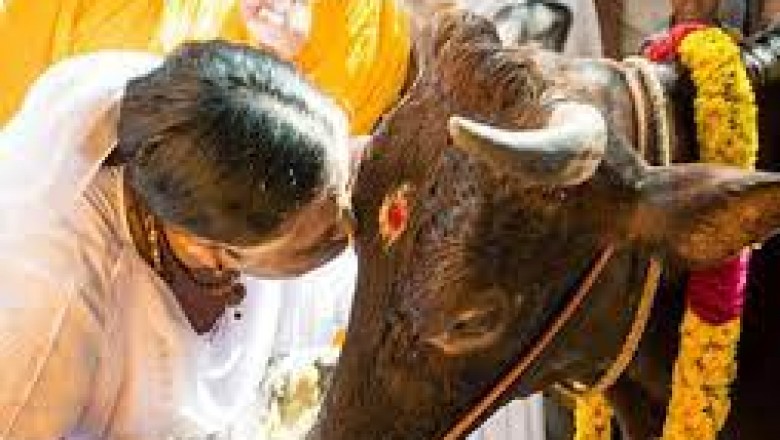 पंथ : तमिलनाडु के लोग बैल को भगवान शिव का वाहन मानते हैं,एक बैल की कीमत 5 लाख तक