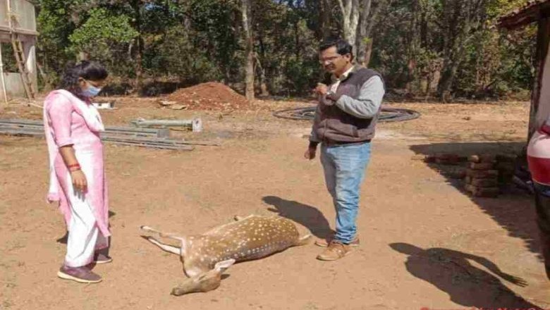 चीतल की मौत नेशनल हाईवे पर वाहन की ठोकर से :