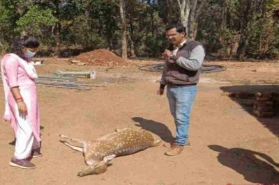चीतल की मौत नेशनल हाईवे पर वाहन की ठोकर से :