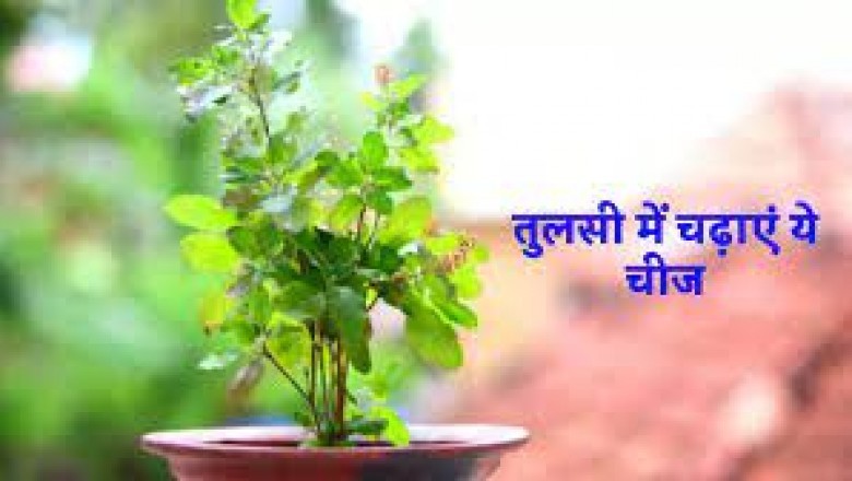 पंचमी तिथि को तुलसी के पौधे में चढ़ाएं ये एक खास चीज :