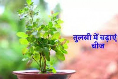 पंचमी तिथि को तुलसी के पौधे में चढ़ाएं ये एक खास चीज :
