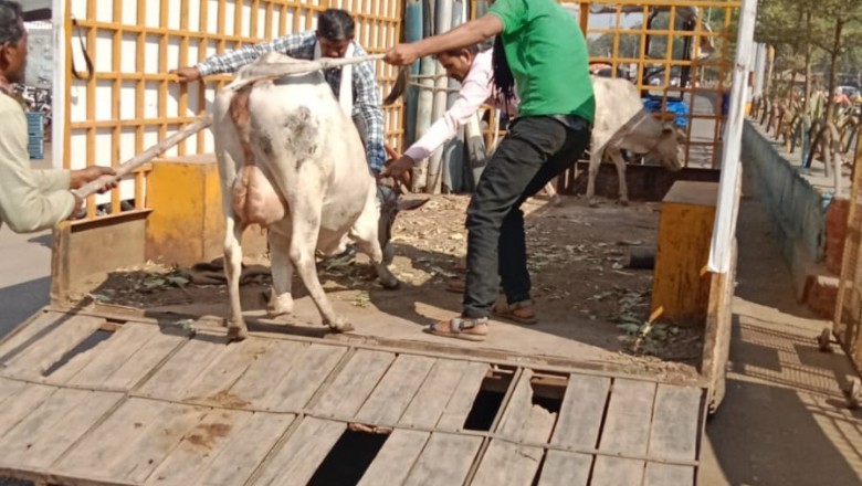 मवेशियों की धर-पकड अभियान के तहत आर.के.नगर, कमला कालेज रोड, गौरव पथ, गंज चौक, कामठी लाईन, सिनेमा लाईन आदि क्षेत्रों से आज पकड़े 16 मवेशी, कल पकडे थे 9 मवेशी :
