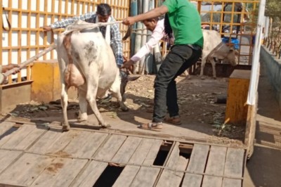 मवेशियों की धर-पकड अभियान के तहत आर.के.नगर, कमला कालेज रोड, गौरव पथ, गंज चौक, कामठी लाईन, सिनेमा लाईन आदि क्षेत्रों से आज पकड़े 16 मवेशी, कल पकडे थे 9 मवेशी :