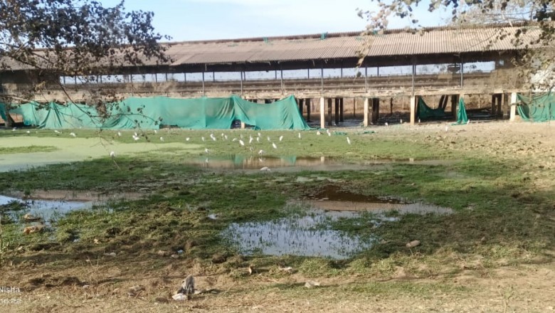 धमधा : इंटरनेशनल पोल्ट्री फार्म की गंदगी,बदबू से  जूझ रहा आसपास का गाँव.......ग्रामीणजन परेशान