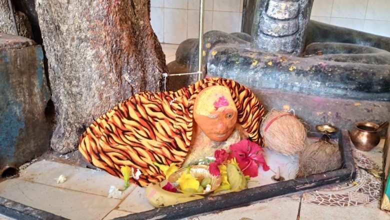 स्वयंभू बाबा पहाड़ी पाट मुंढी पेड़ भूमि से ऊपर सिर भाग दिखाई दिया धीरे धीरे अब वक्ष तक दिखाई देता है :