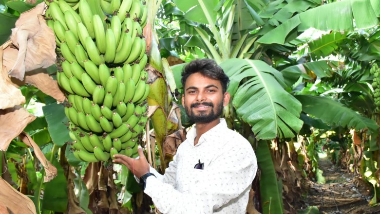 जिले में केले की वाणिज्यिक फसल से किसान हो रहे समृद्ध :