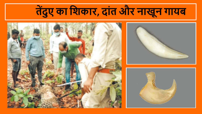 कटघोरा के जंगल में तेंदुए का शिकार, नाखून-दांत समेत कई अंग गायब, जांच के लिए रायपुर से आया डॉग स्क्वाड...