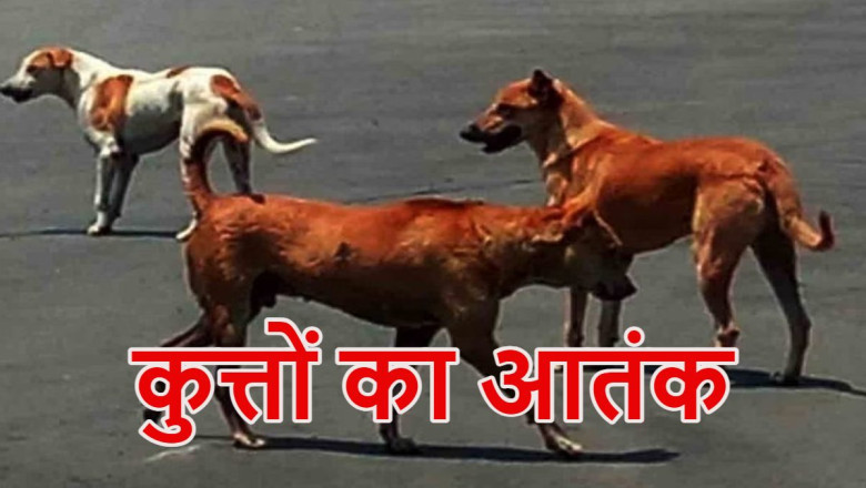 आवारा कुत्तों के झुंड ने बच्चों पर किया हमला, बहन की मौत, भाई की हालत गंभीर...