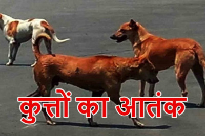 आवारा कुत्तों के झुंड ने बच्चों पर किया हमला, बहन की मौत, भाई की हालत गंभीर...