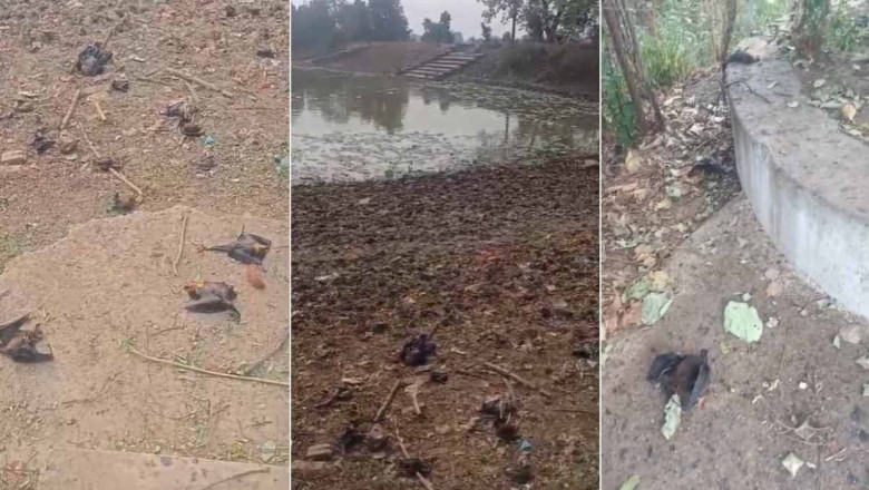 गर्मी बनी आफत… इंसानों के साथ बेजुबान जानवरों की भी जा रही जान, 100 से अधिक चमगादड़ों की मौत, हरकत में आए वन विभाग के अफसर