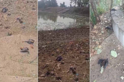 गर्मी बनी आफत… इंसानों के साथ बेजुबान जानवरों की भी जा रही जान, 100 से अधिक चमगादड़ों की मौत, हरकत में आए वन विभाग के अफसर