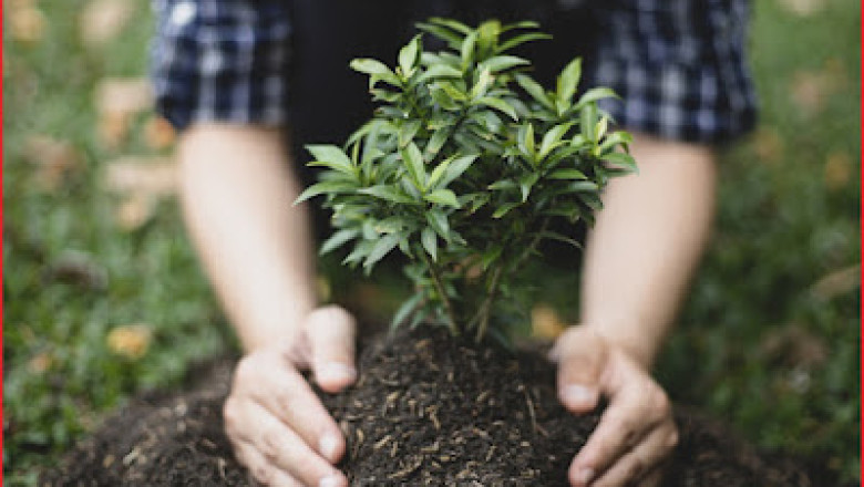 भिलाई नगर निगम द्वारा आज पर्यावरण दिवस के अवसर निःशुल्क वितरित किये जायेंगे पौधे ....