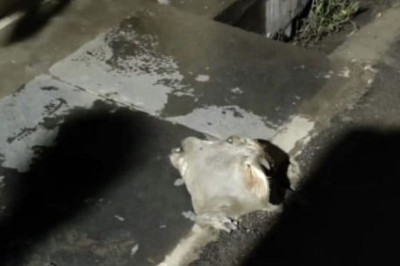 छत्तीसगढ़ में दुर्ग के गया नगर पानी टंकी के पास एक बछड़े का कटा हुआ सिर मिला,हिंदु संगठन ने बछड़े के सिर को रखकर पटेल चौक में विरोध प्रदर्शन किया