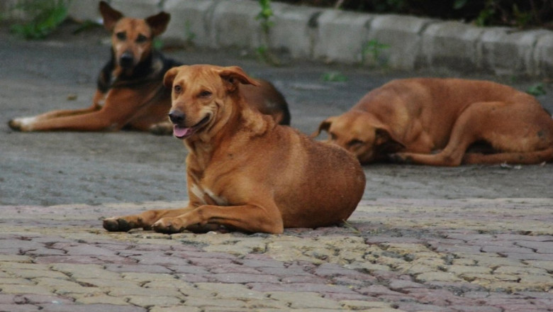 कुत्ते की तरह भौंकने लगा युवक,फिर हुई मौत…