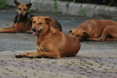 कुत्ते की तरह भौंकने लगा युवक,फिर हुई मौत…