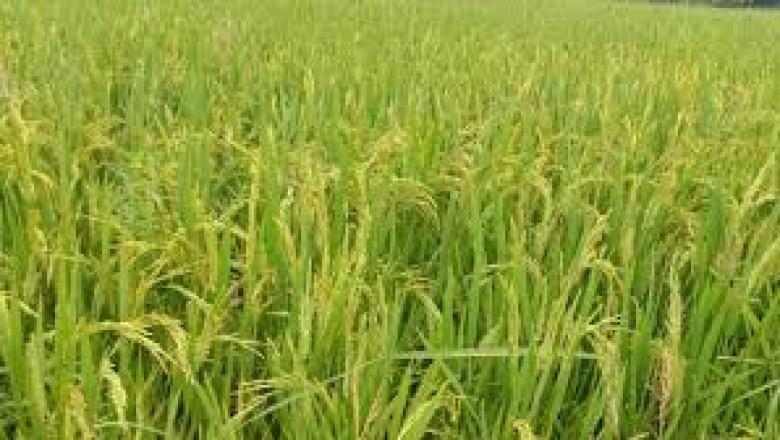 रबी वर्ष 2023-24 में प्रधानमंत्री फसल बीमा योजना अंतर्गत कृषकों को क्षति का दावा भुगतान