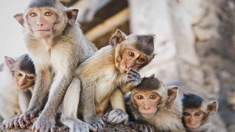बंदर 35 लाख की चीनी खा गए,फंस गए अधिकारी इस सवाल पर...