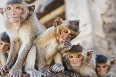 बंदर 35 लाख की चीनी खा गए,फंस गए अधिकारी इस सवाल पर...