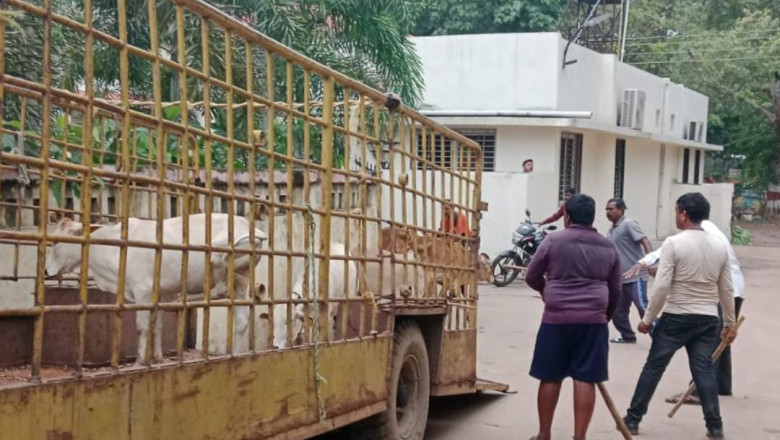 निगम दुर्ग क्षेत्र में  आवारा मवेशियों की हुई धरपकड़,निगम ने चलाया अभियान, मुख्य सड़क से पकड़े गए 11 आवारा पशुः