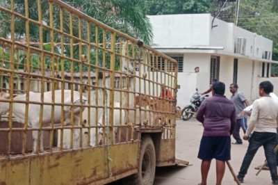 निगम दुर्ग क्षेत्र में  आवारा मवेशियों की हुई धरपकड़,निगम ने चलाया अभियान, मुख्य सड़क से पकड़े गए 11 आवारा पशुः