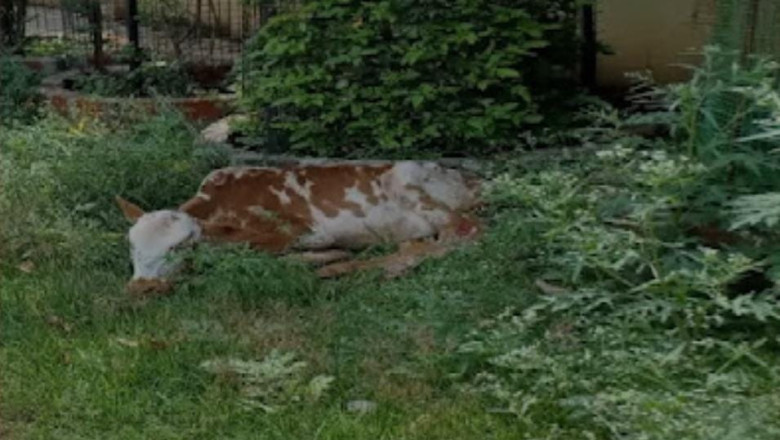 भिलाई:बेरहम वाहन चालक में छोटे बछड़े को टक्कर मार दी और मौके से हो गया फरार पार्षद ने दिखाइए मानवता घायल बछड़े के लिए त्वरित इलाज की व्यवस्था.....