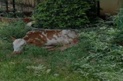 भिलाई:बेरहम वाहन चालक में छोटे बछड़े को टक्कर मार दी और मौके से हो गया फरार पार्षद ने दिखाइए मानवता घायल बछड़े के लिए त्वरित इलाज की व्यवस्था.....