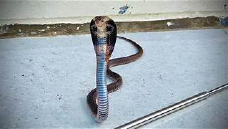 चुपके से सांप आया और सबको काट डाला,बिस्तर में सोया हुआ था परिवार…