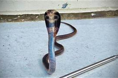 चुपके से सांप आया और सबको काट डाला,बिस्तर में सोया हुआ था परिवार…