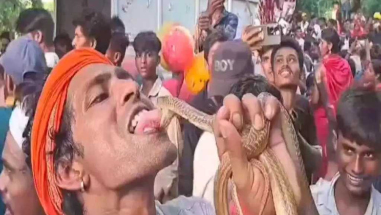 KISS किया विषैले सांप को ,युवक का वीडियो वायरल...