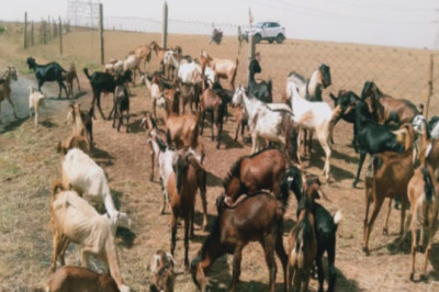 6 से 8 अगस्त तक कामधेनु विश्वविद्यालय में बकरी पालन प्रबंधन एवं उद्यमिता विकास पर प्रशिक्षण