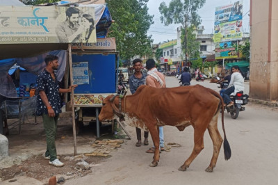नगर निगम का मवेशी धर-पकड अभियान, आज पकडे 28 मवेशी, दो दिनों में पकडे 40 मवेशी