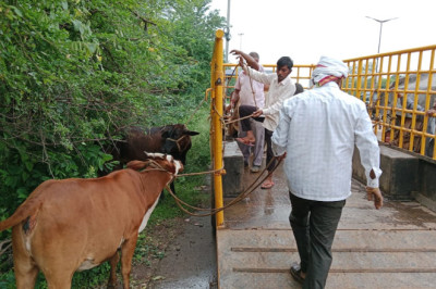 रेडियम स्टीकर लगाया जा रहा आवारा घूम रहे पशुओ पर निगम भिलाई...