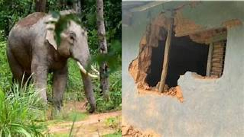 कोरबा में हाथी का आतंक,तालाब में घुसकर लगाई डुबकी...