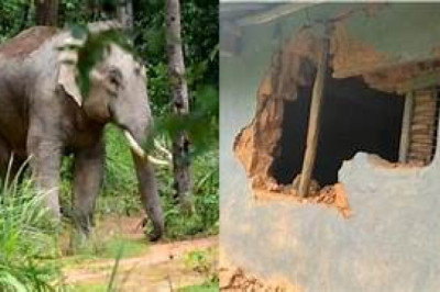 कोरबा में हाथी का आतंक,तालाब में घुसकर लगाई डुबकी...