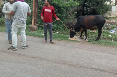 दुर्घटना से बचाने पहल : सड़कों पर बढ़ाई चौकसी, मवेशी दिखते ही पहुंच रही टीम...