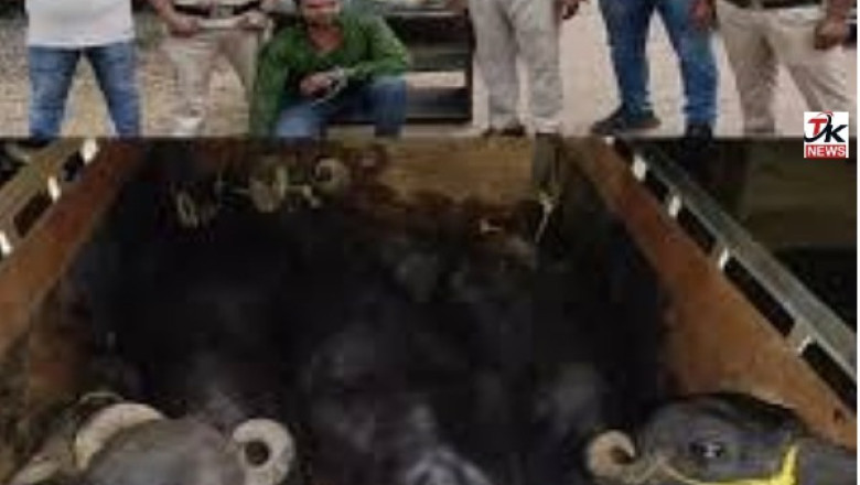 भिलाई में अवैध पशु तस्करी का भंडाफोड़ : 5 भैंसों को कत्लखाना ले जाते आरोपी गिरफ्तार 14.25 लाख का माल जप्त....
