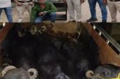 भिलाई में अवैध पशु तस्करी का भंडाफोड़ : 5 भैंसों को कत्लखाना ले जाते आरोपी गिरफ्तार 14.25 लाख का माल जप्त....