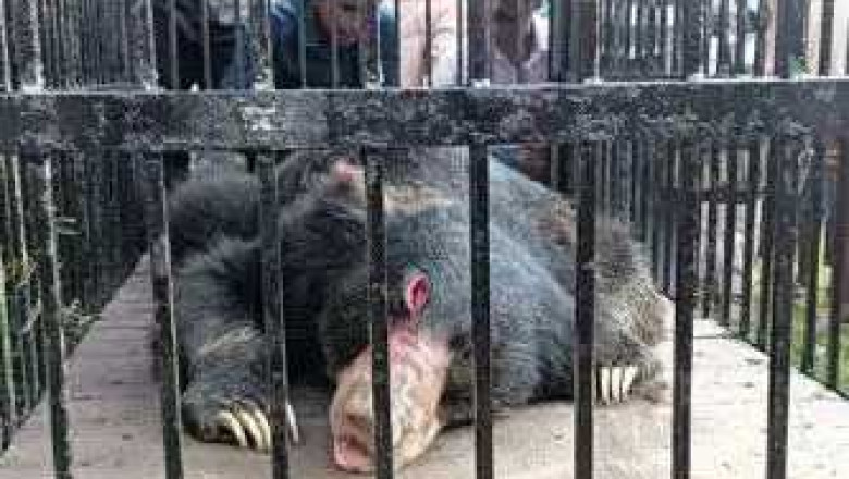 भालू की मौत, कल ही वन विभाग ने किया था रेस्क्यू...