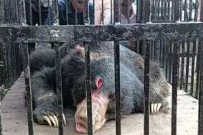 भालू की मौत, कल ही वन विभाग ने किया था रेस्क्यू...