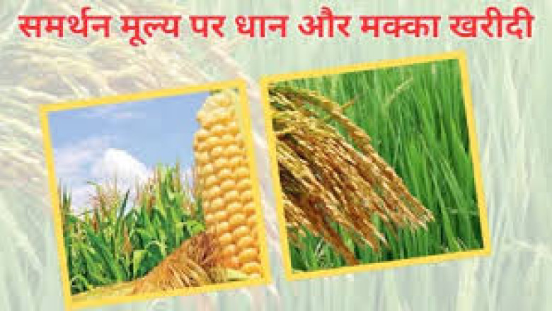 समर्थन मूल्य पर धान एवं मक्का की खरीदी के लिए किसानों का पंजीयन 31 अक्टूबर तक...