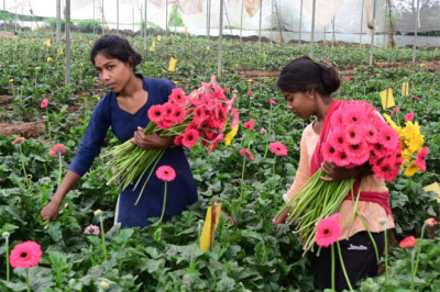 किसानों को फसल विविधीकरण को अपनाने के लिए जागरूक करने की जरूरत...