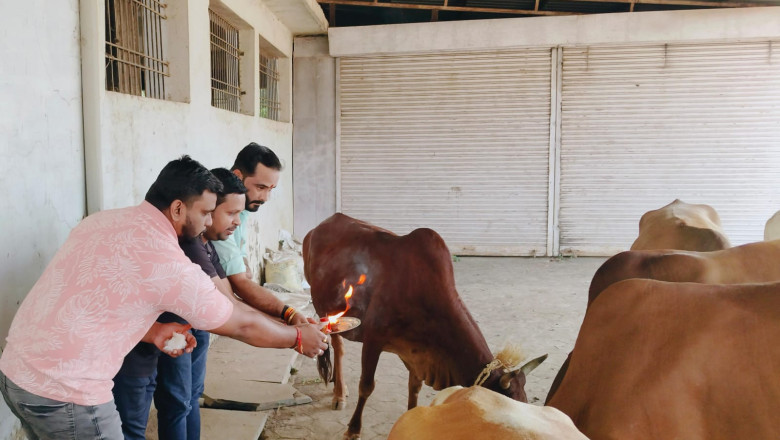 युवा जागृति मंच द्वारा मनाया गया गोपाष्टमी